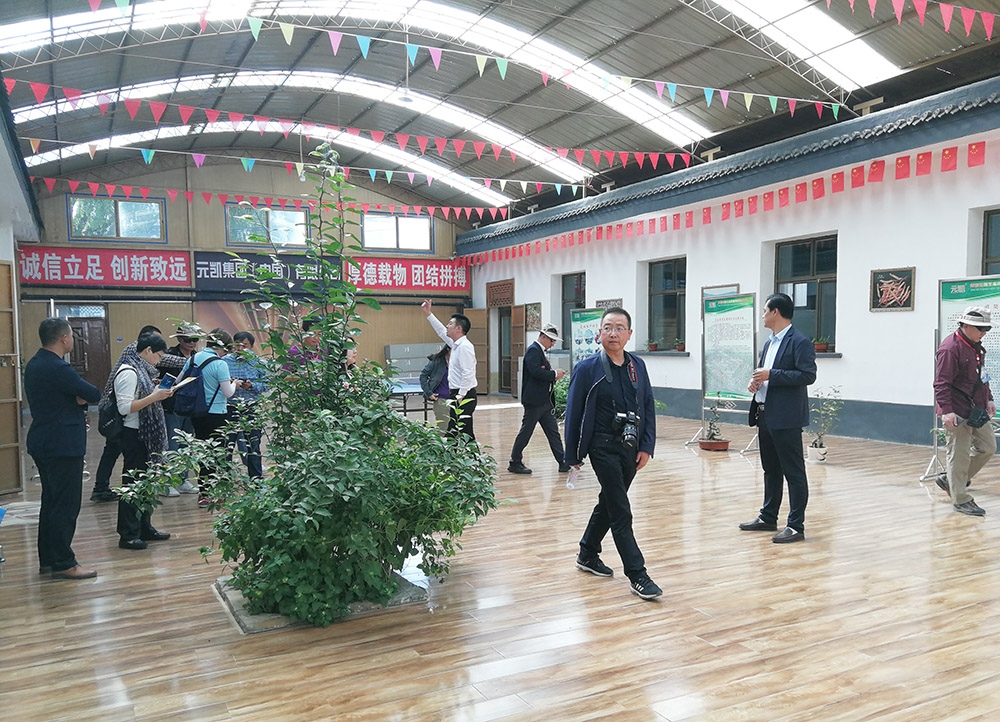 元?jiǎng)P冬蟲(chóng)夏草